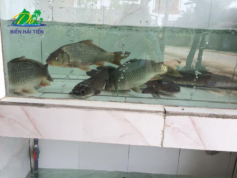 Bể cá tươi sống của nhà hàng trọng tình biển hải tiến